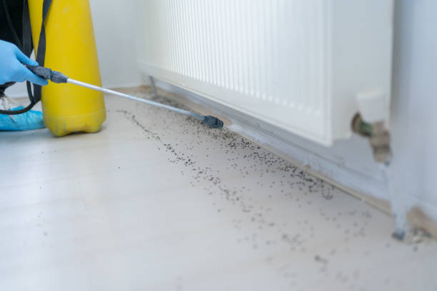 Best Rat Extermination Near Me  in Lake Riverside, CA